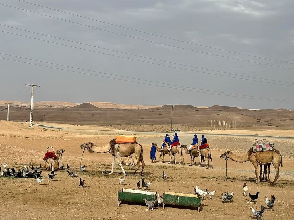 Cena en el desierto de Agafay y paseo en camello desde Marrakech